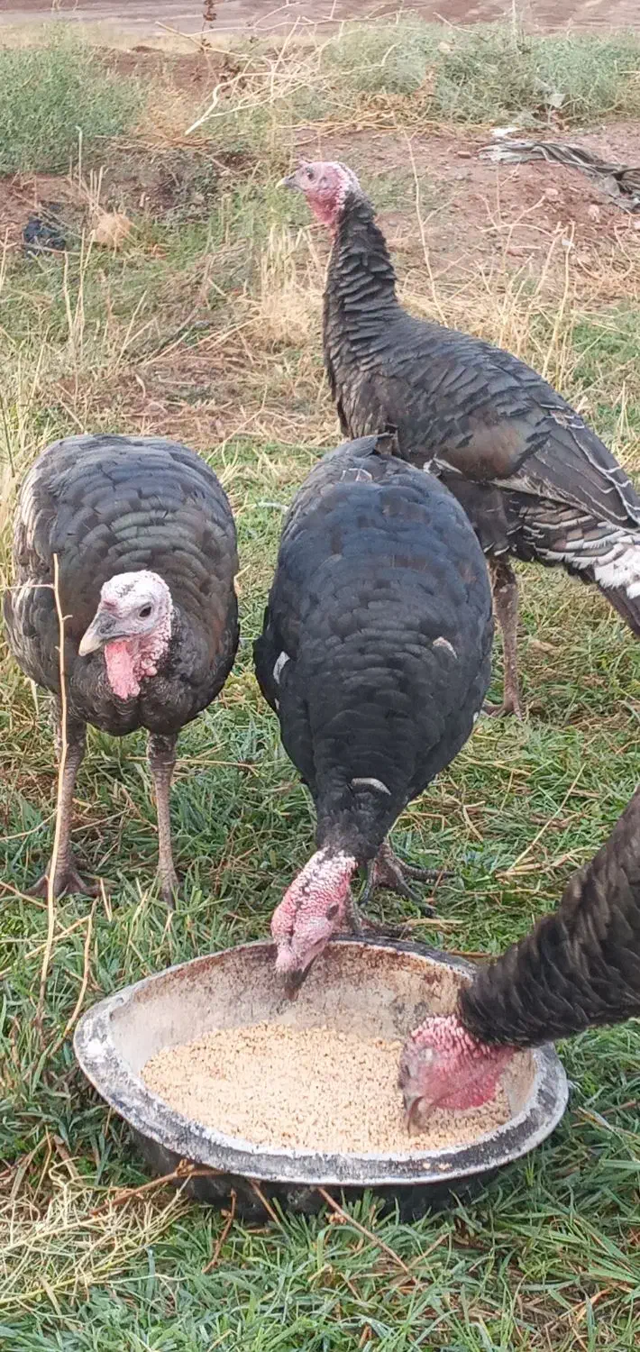 بوقلمون در شهرستان شوط|حیوانات مزرعه|ماکو, |دیوار