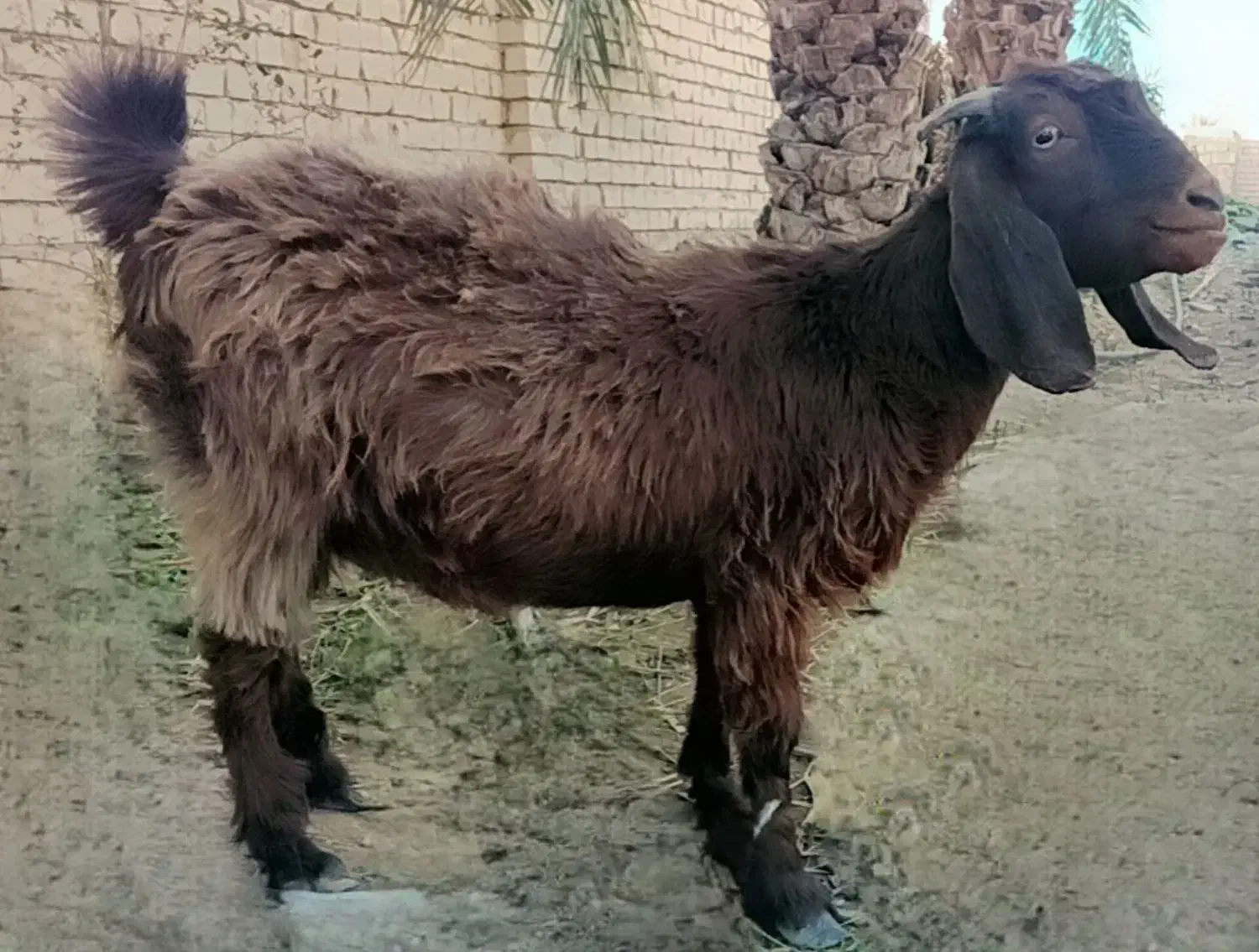 گوسفند فروشی|حیوانات مزرعه|ایرانشهر, |دیوار