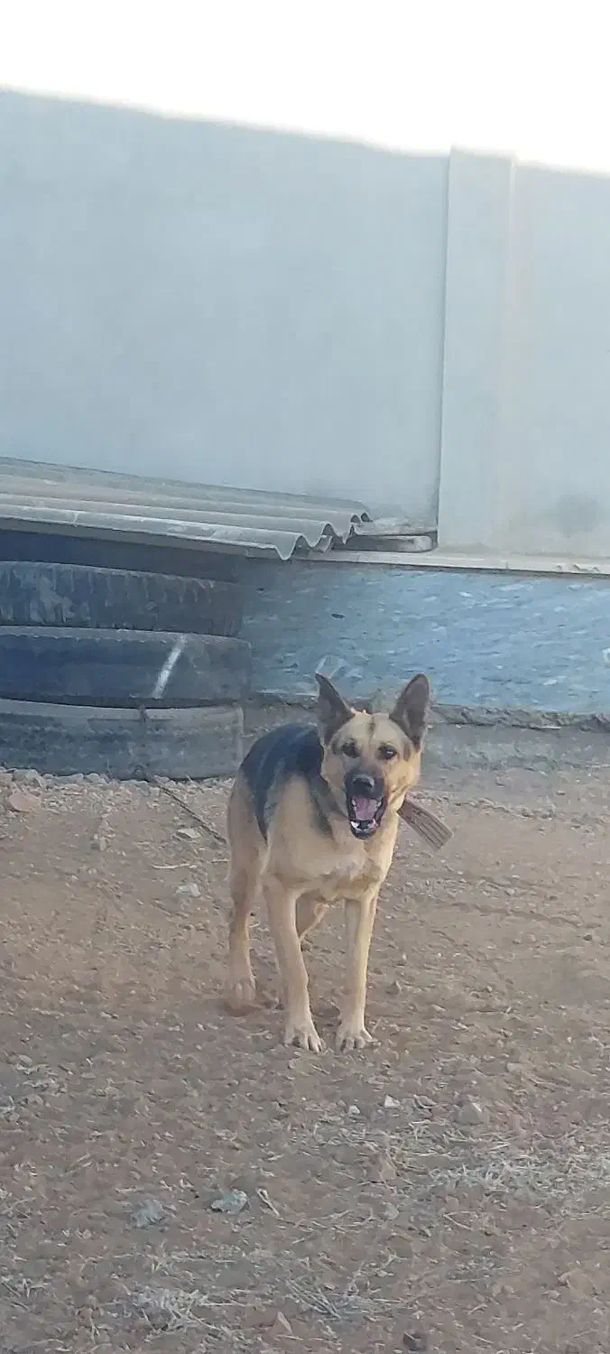 سگ ژرمن شپرد یک ساله|سگ|اردبیل, |دیوار