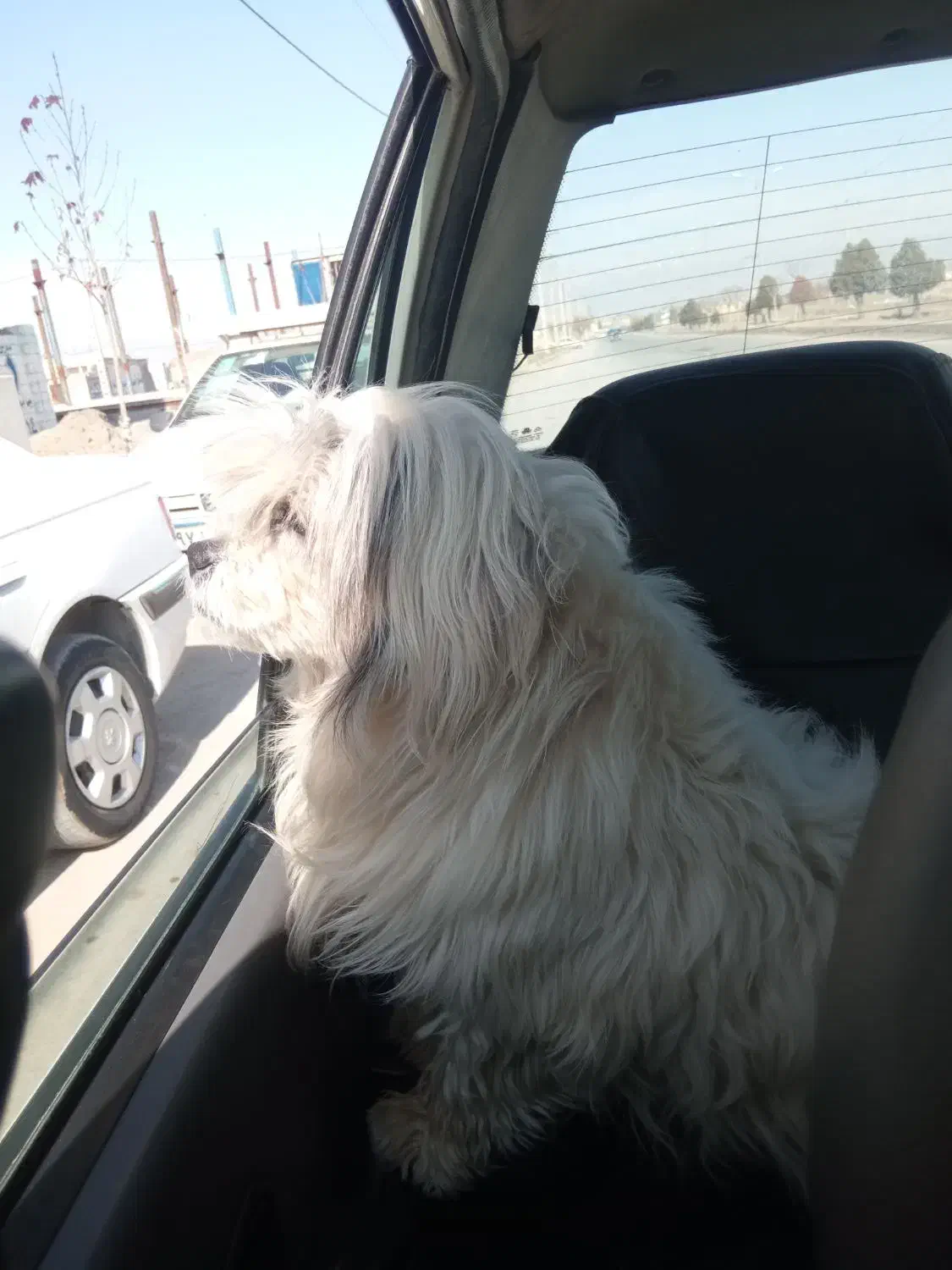 سگ شیتوز واشپیز|سگ|مشهد, شهید قربانی|دیوار