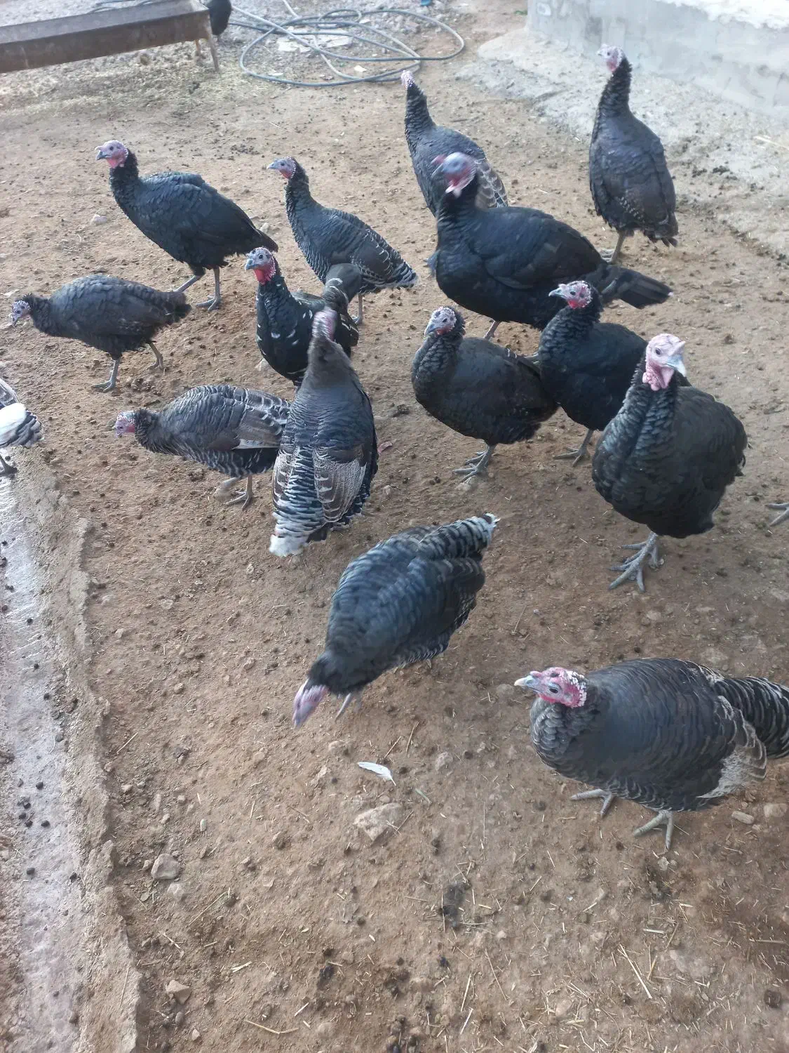 بقلمو|حیوانات مزرعه|بازرگان, |دیوار