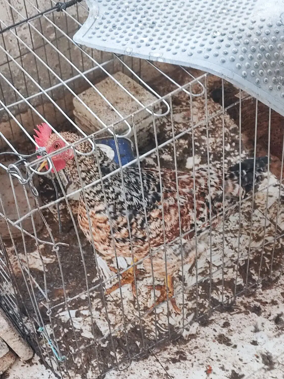 خروس گلین|حیوانات مزرعه|فولادشهر, B2|دیوار