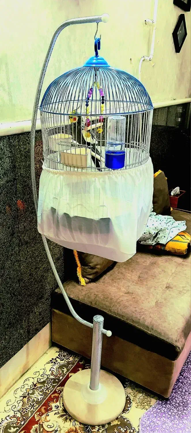 عروس هلندی  رام دستی|پرنده|ری, دولت‌آباد|دیوار