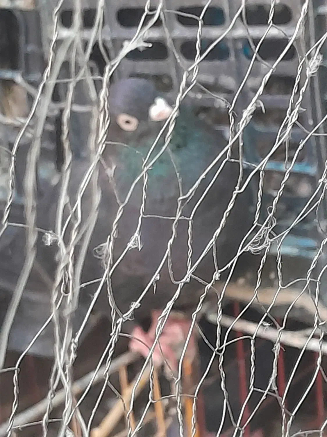 کبوتر|پرنده|ایذه, |دیوار