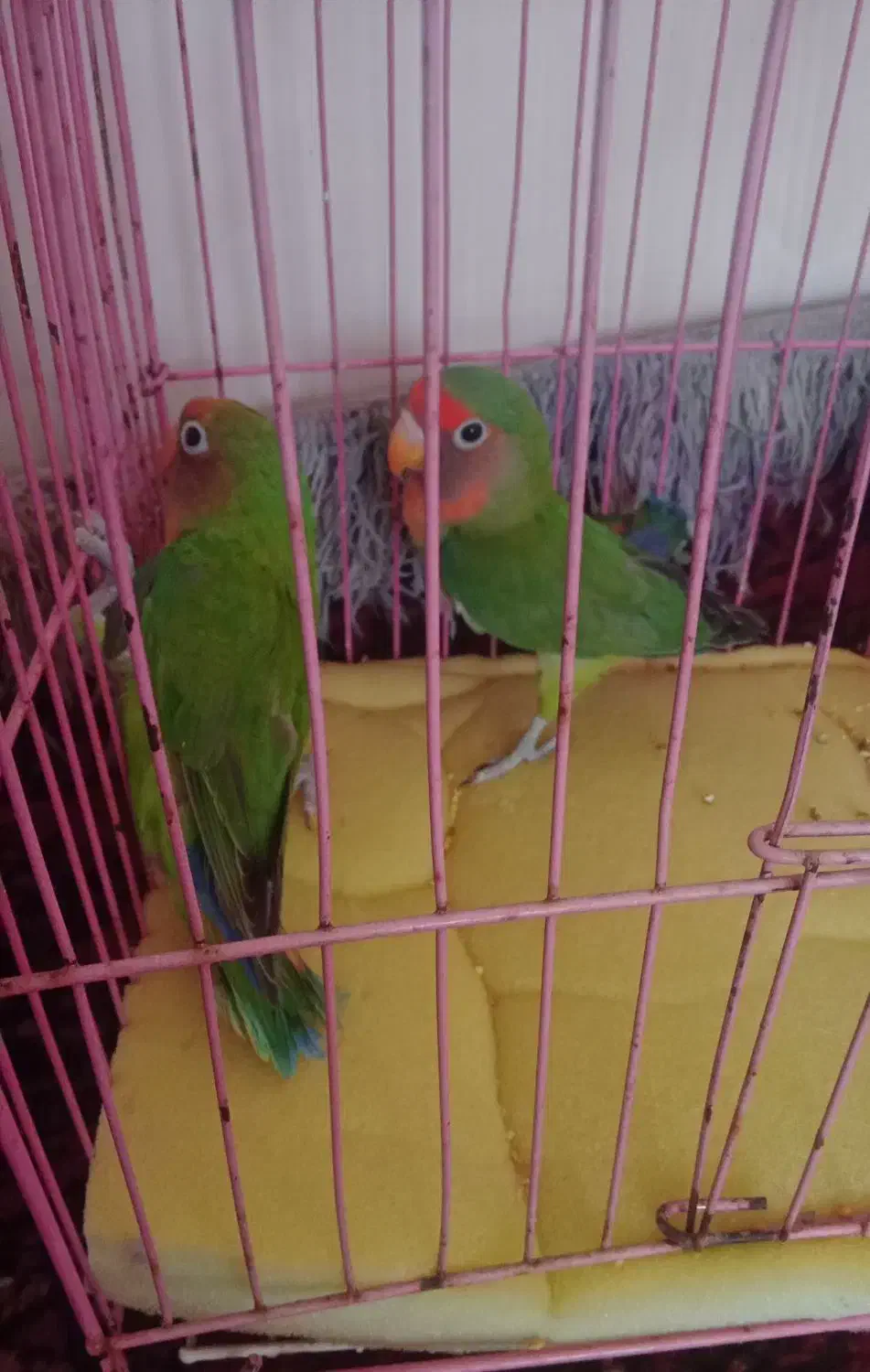 یک جفت طوطی برزیلی|پرنده|فریمان, |دیوار