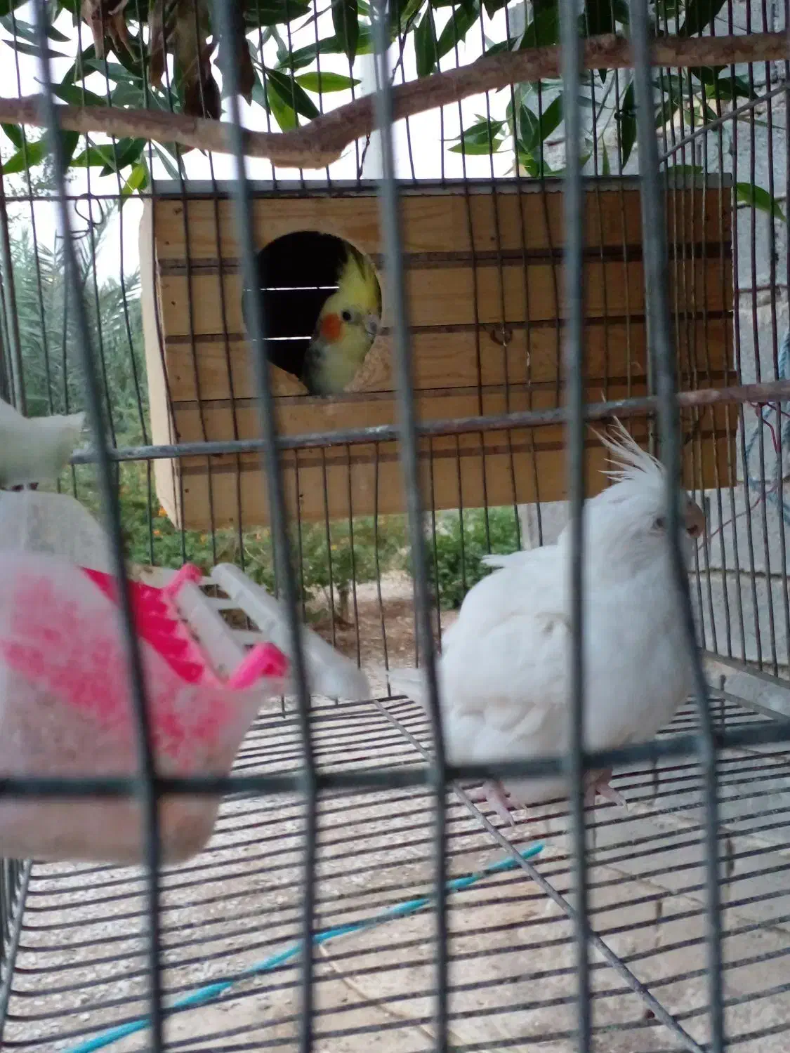 عروس هلندی|پرنده|بهبهان, |دیوار