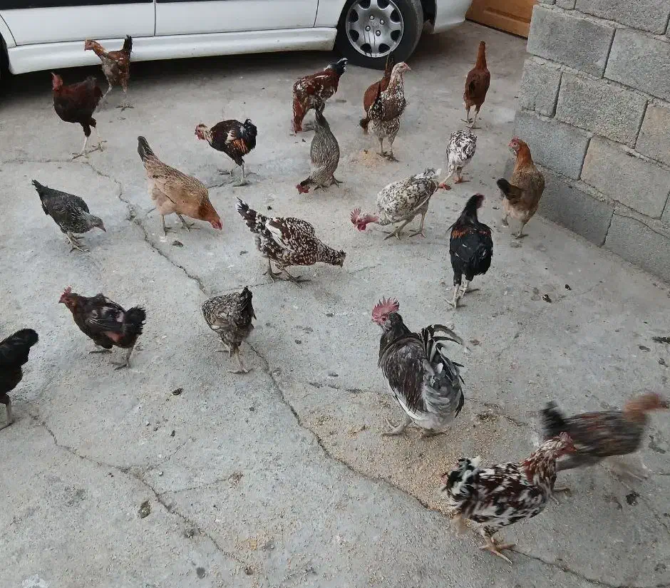 مرغ و خروس|حیوانات مزرعه|بیستون, |دیوار