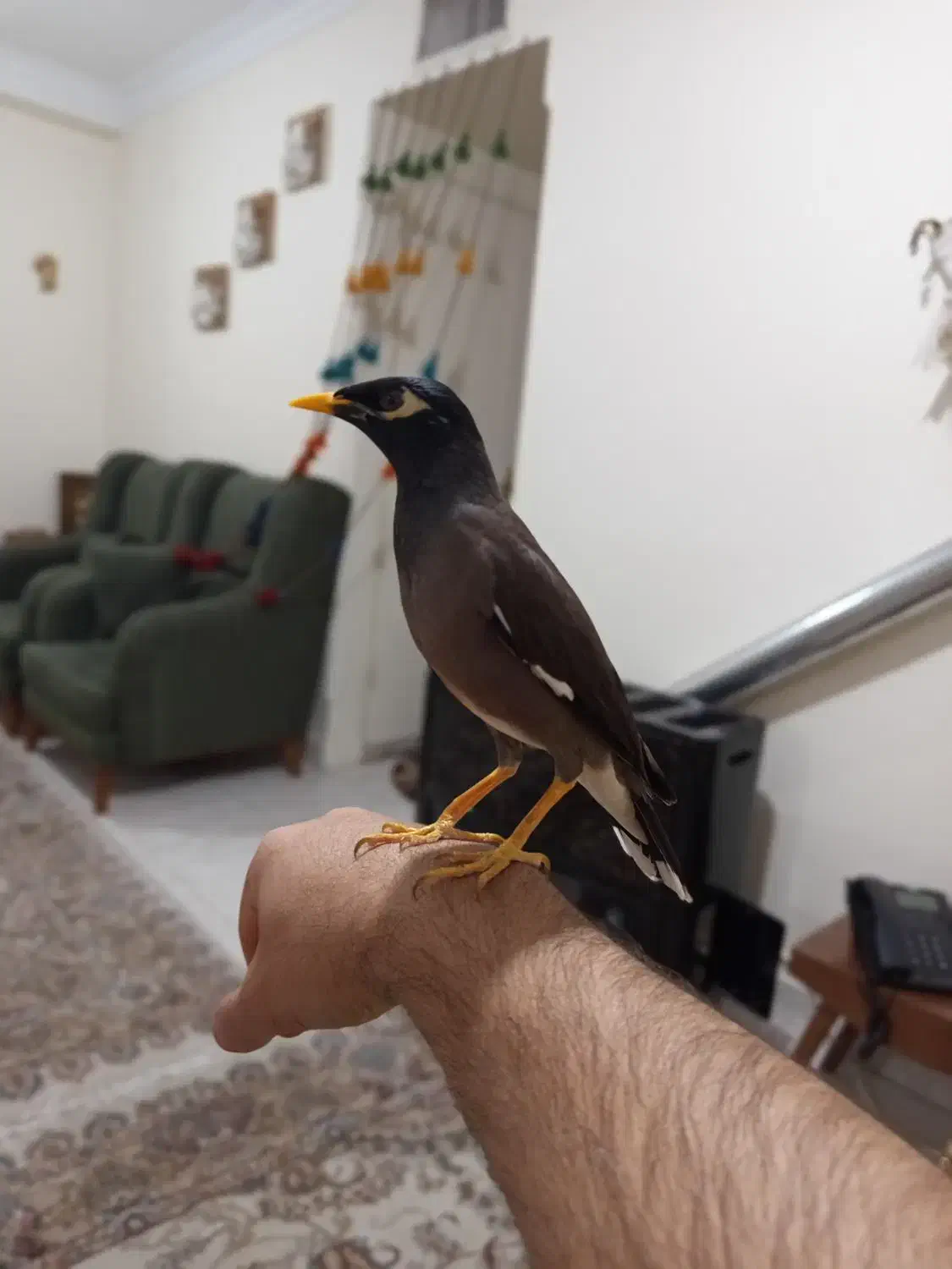 مرغ مینا جوجه سخنگو با قفس|پرنده|تهران, جیحون|دیوار