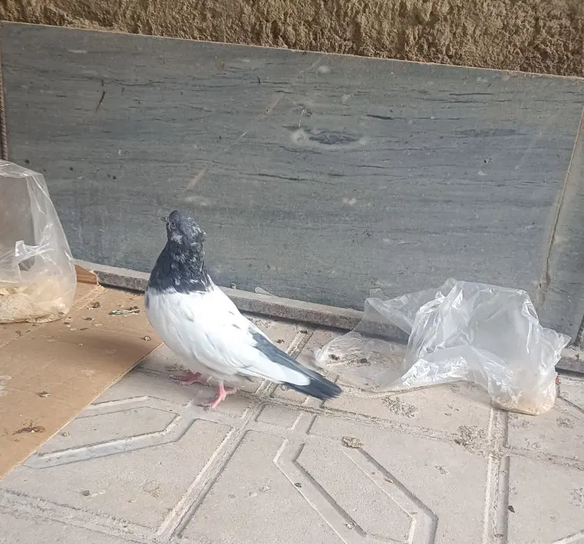 کفتر|پرنده|رزن, |دیوار
