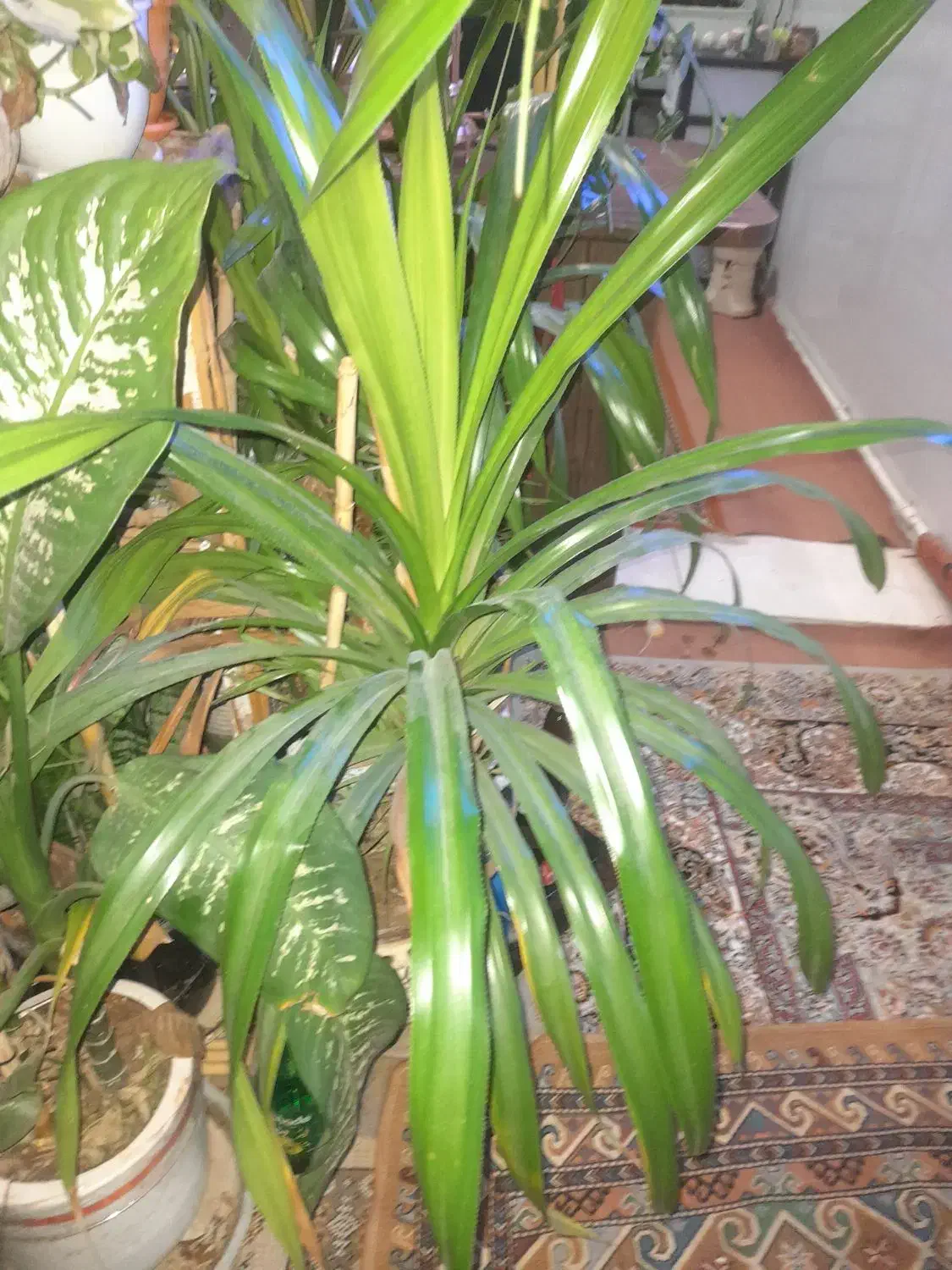 گل و گیاه|گل و گیاه طبیعی|اصفهان, ارداجی|دیوار