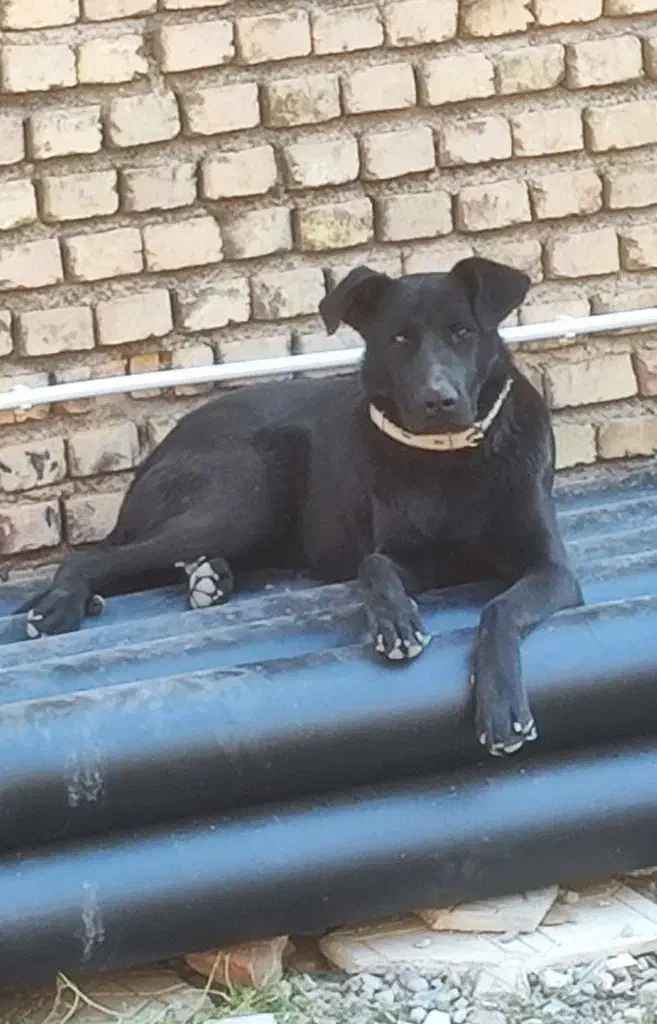 واگذاری سگ میکس ژرمن دوبرمن نگهبان|سگ|مرند, |دیوار