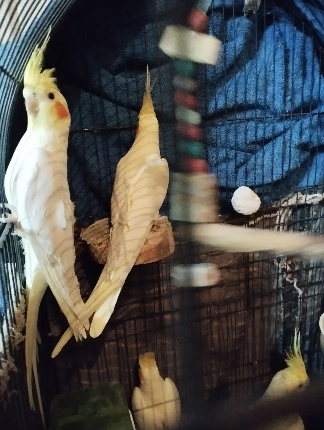 عروس هلندی  و برزیلی|پرنده|ری, سیزده آبان|دیوار