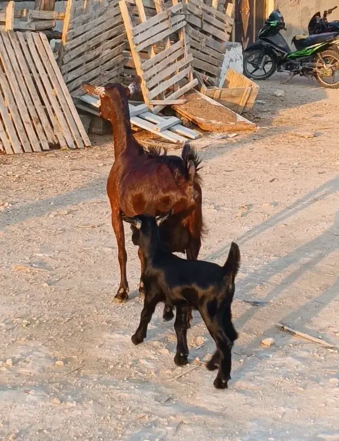 بز صلاله اصل|حیوانات مزرعه|بندرعباس, |دیوار