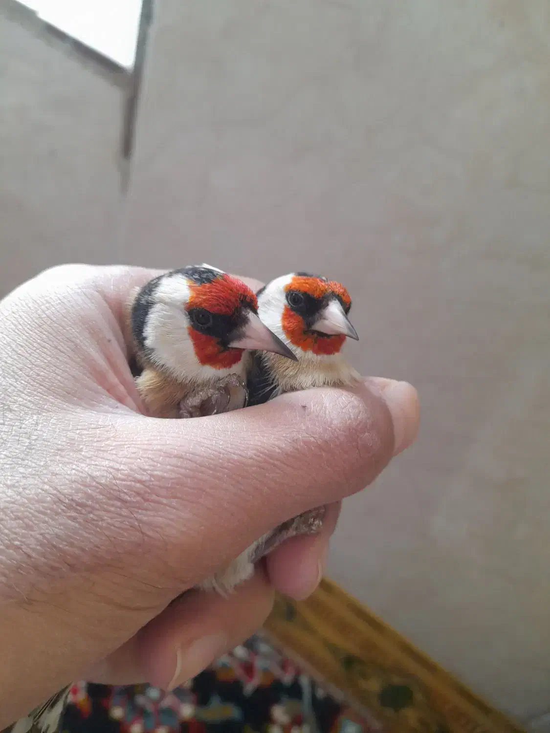 سهره نر|پرنده|کنگاور, |دیوار