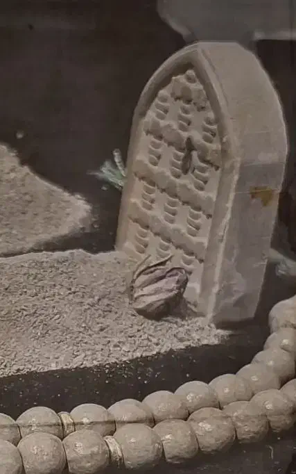 قران|خدمات پذیرایی، مراسم|تهران, باشگاه نفت|دیوار