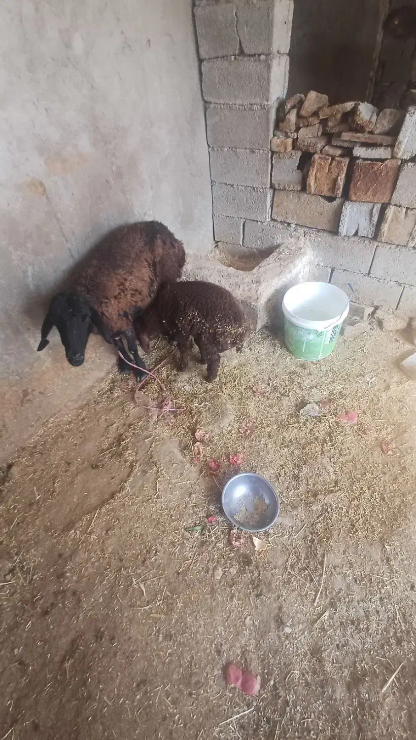 افشاری|حیوانات مزرعه|لالی, |دیوار