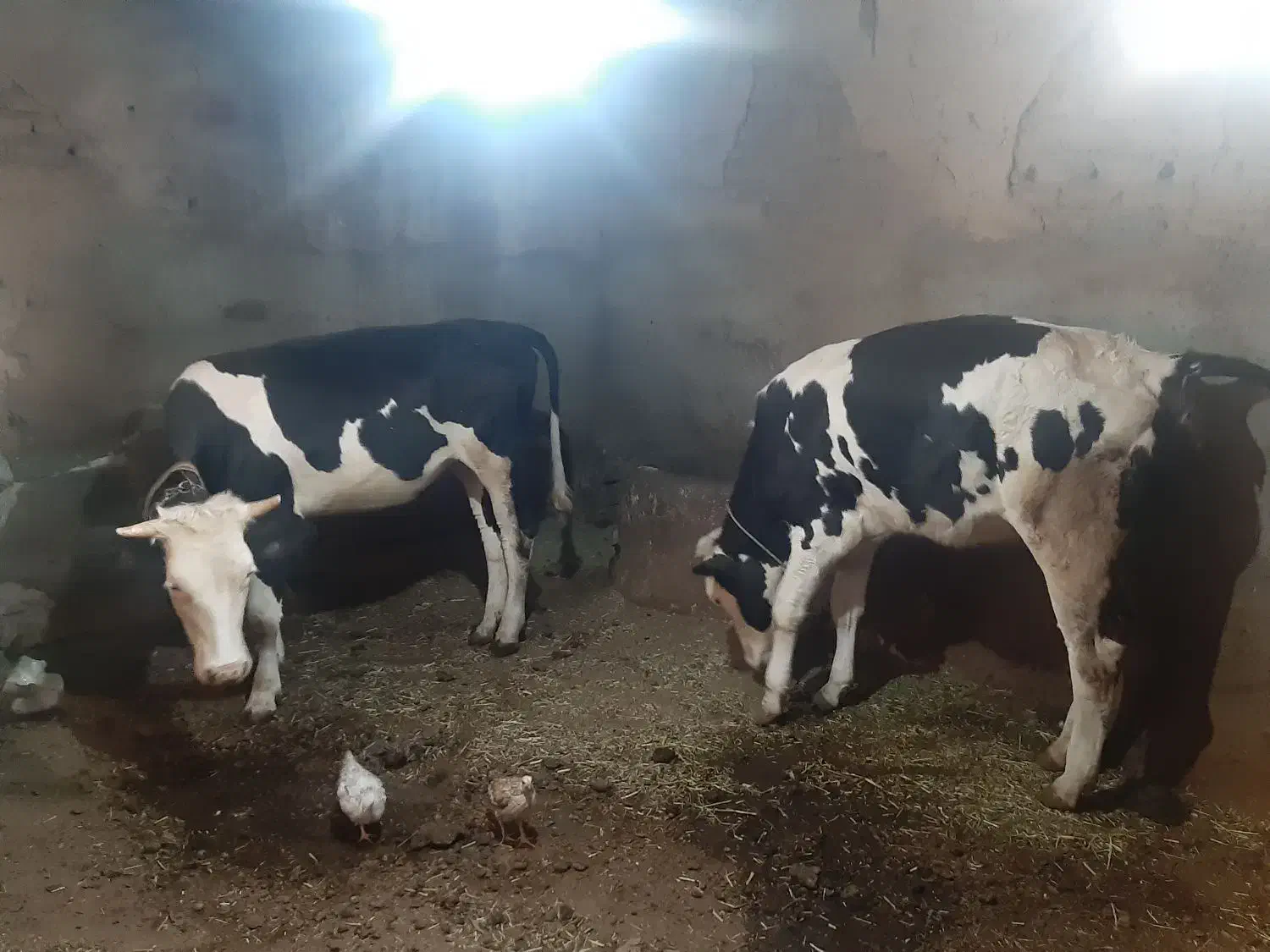 گاو گوساله ماده|حیوانات مزرعه|سارال, |دیوار