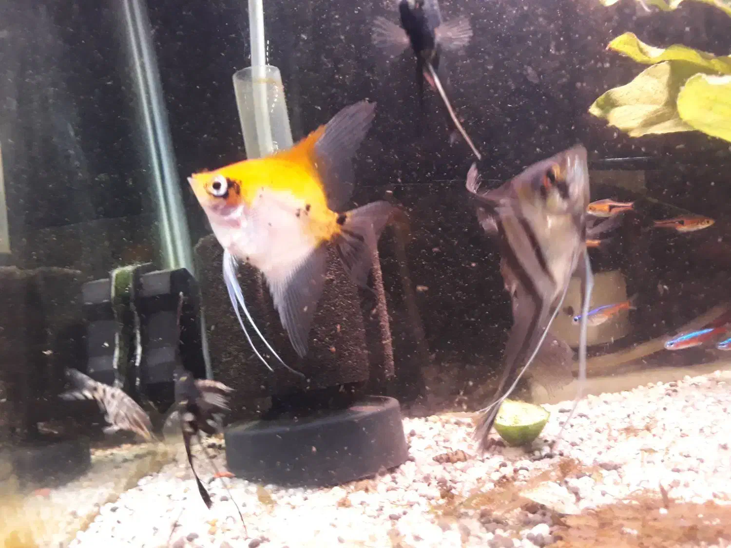 فروشی تعدادی ماهی|ماهی|رشت, کاکتوس|دیوار