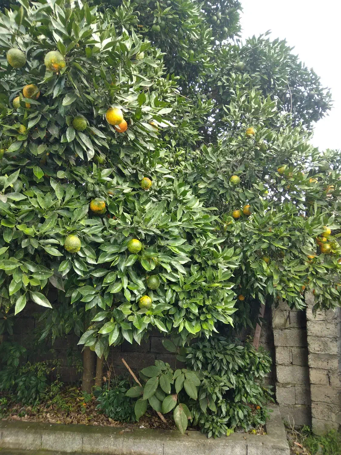 نارنج|حراج|رشت, نیروی دریایی|دیوار