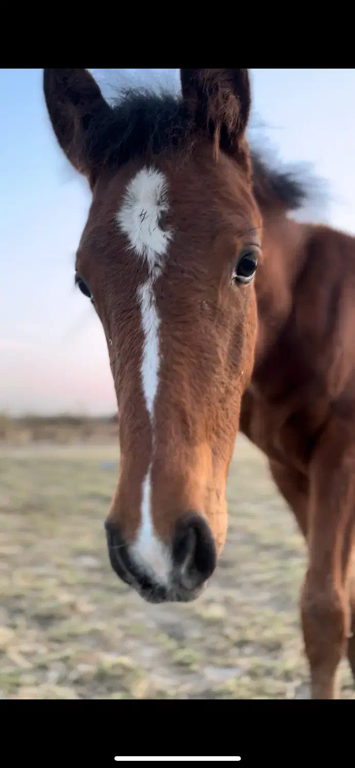 کره عرب یسر ۵ ماهه|اسب و تجهیزات اسب‌سواری|شهریار, اسکمان|دیوار