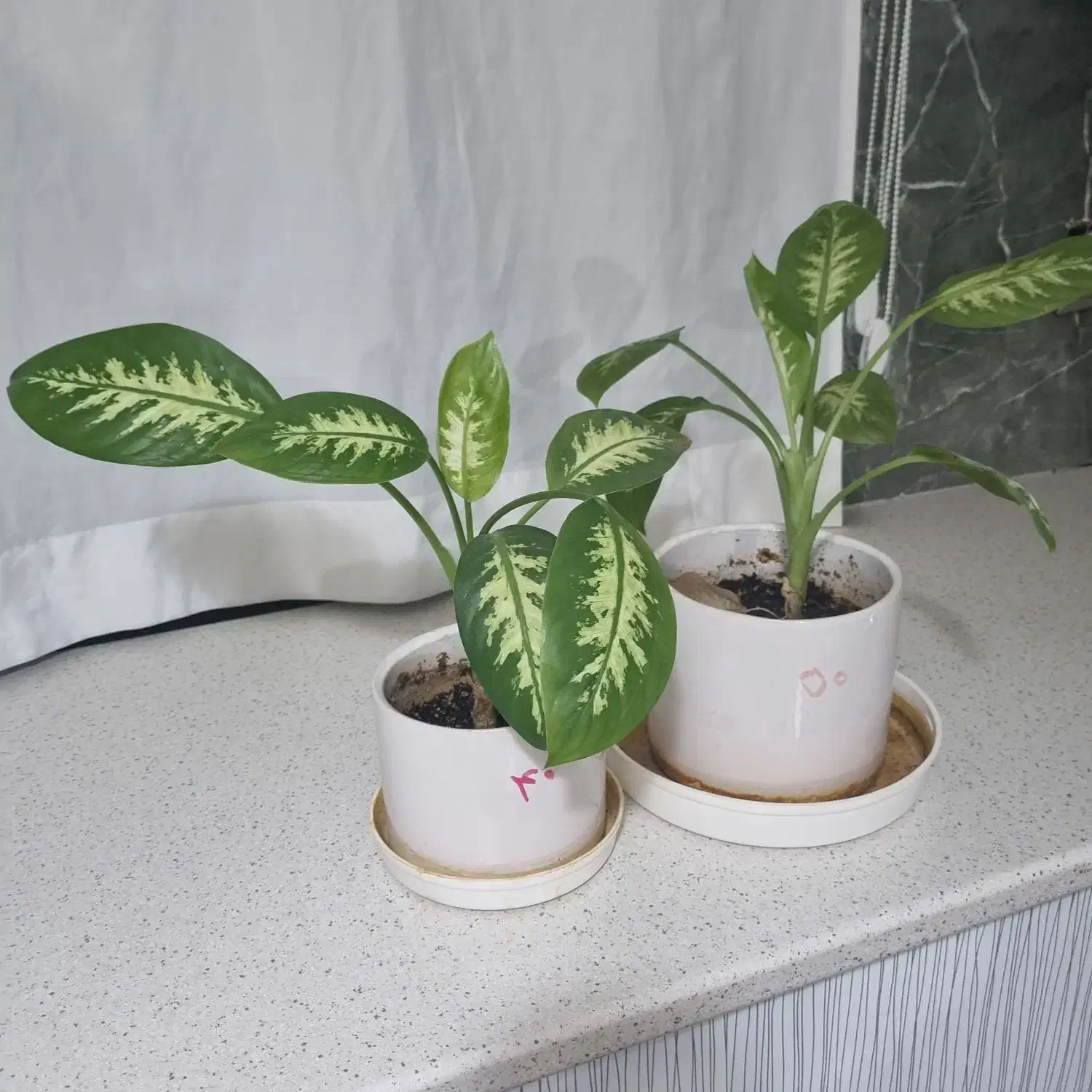 دیفن باخیا|گل و گیاه طبیعی|قدس, شهر‌قدس|دیوار