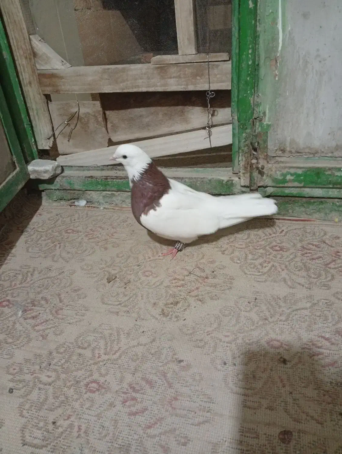 طوقی و ریش|پرنده|مود, |دیوار