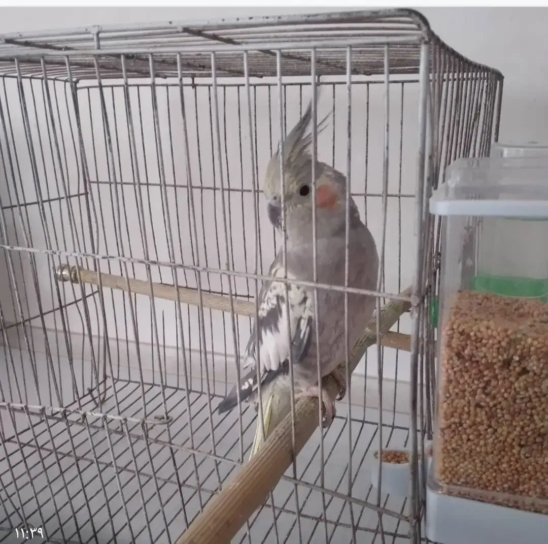 عروس هلندی ماده تخمگذار|پرنده|آستارا, |دیوار