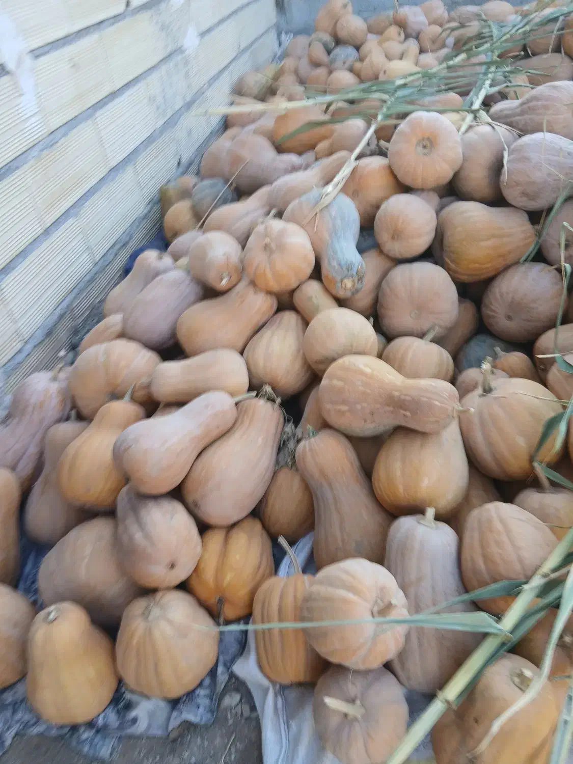 کدو حلوایی|خوردنی و آشامیدنی|چورزق, |دیوار