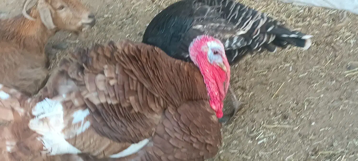 بوقلمون بزرگ|حیوانات مزرعه|دزفول, |دیوار