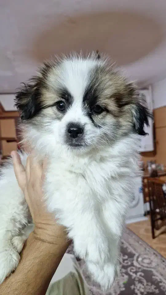 مادر و توله میکس شیتزو فلت و پامر روباهی اصیل|سگ|مشهد, کلاکوب|دیوار