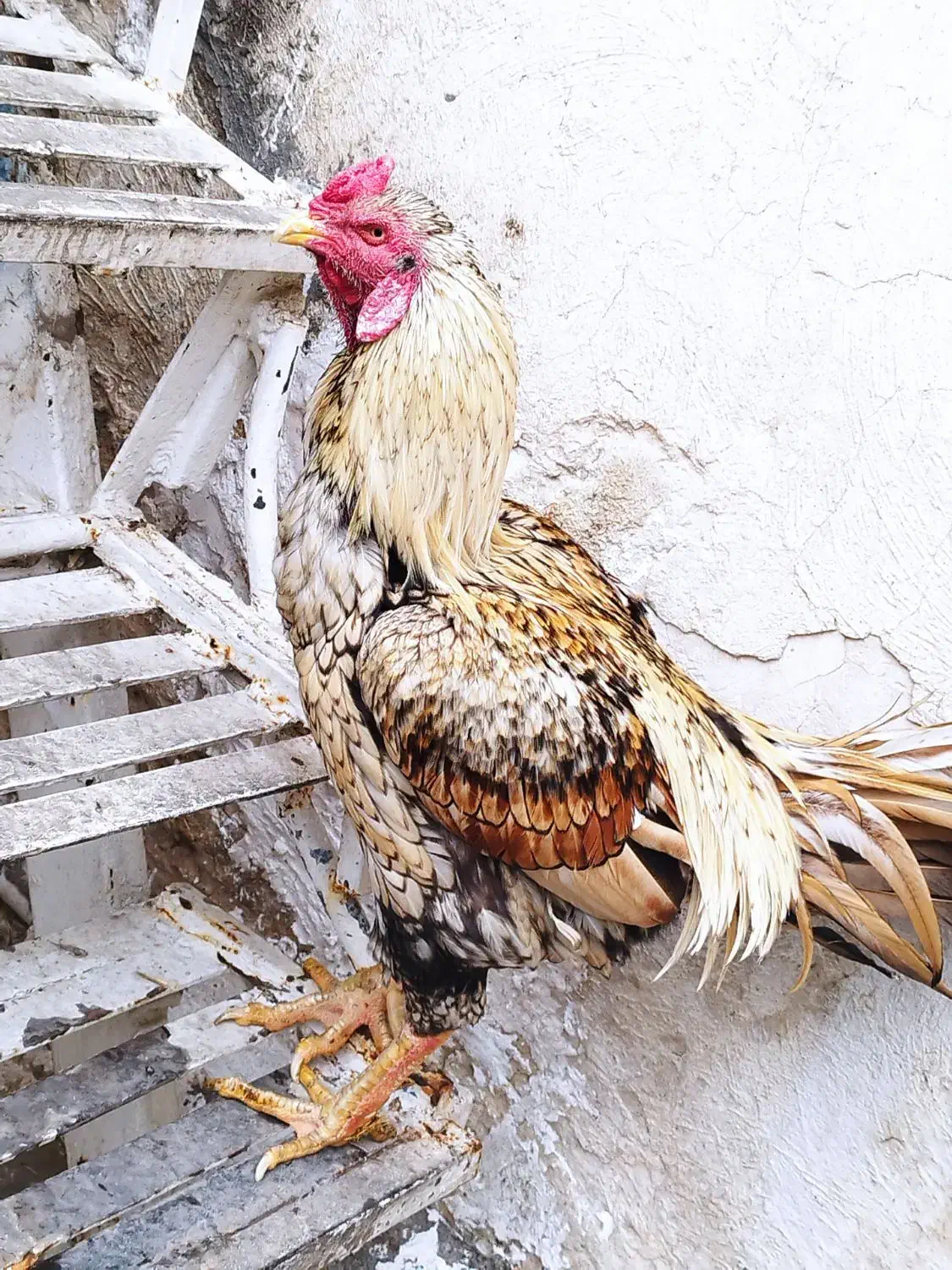 خروس|حیوانات مزرعه|اهواز, حصیرآباد|دیوار