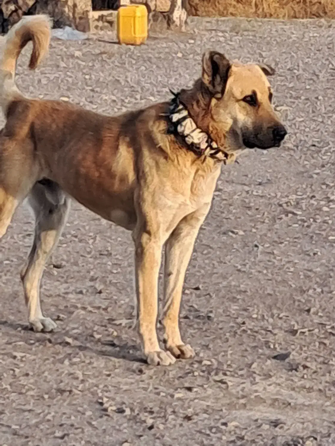 سگ سرابی گله اصل ۱۴ ماه فی ۸|سگ|پلدشت, |دیوار