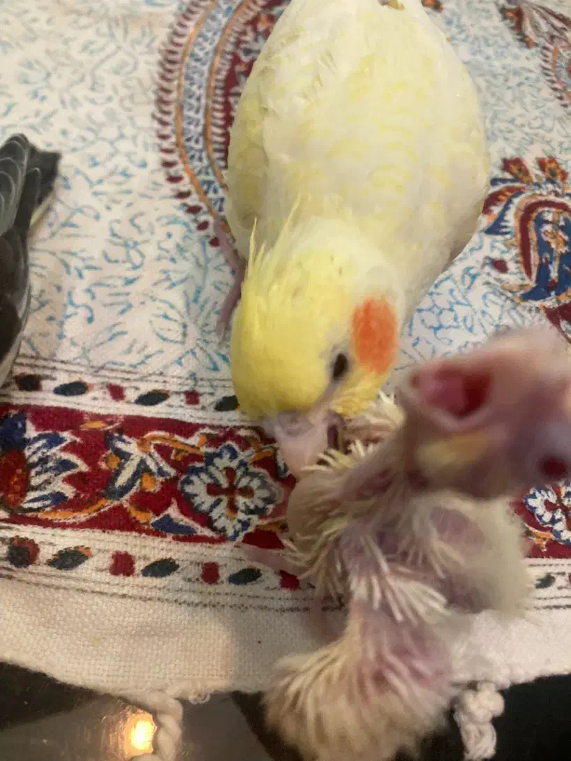 تعدادی جوجه عروس هلندی (گیرینچیک-ملنگو-راهب|پرنده|رشت, یخسازی|دیوار