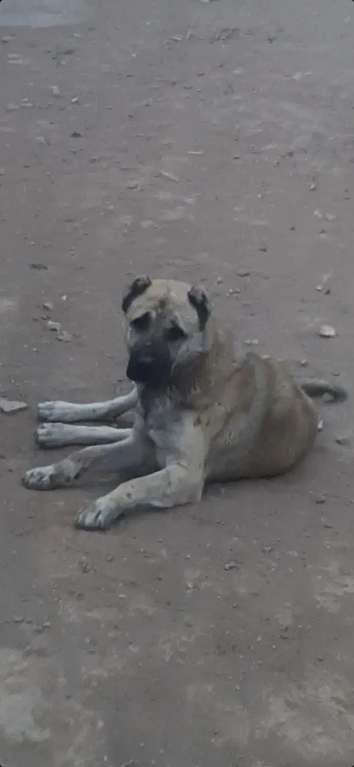 سگ گمشده|سگ|چنگ الماسی, |دیوار