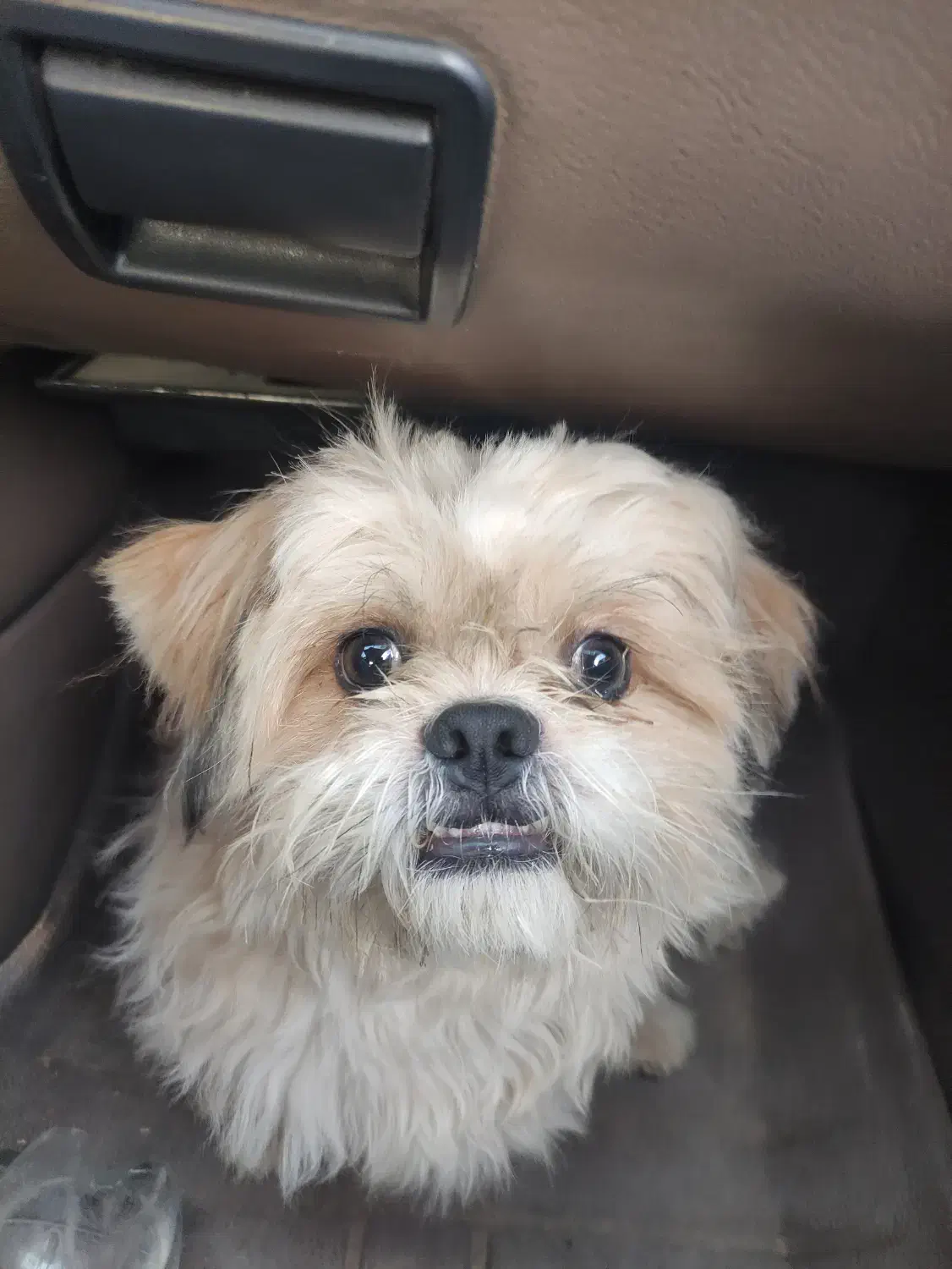 فروشی|سگ|مشهد, انقلاب|دیوار