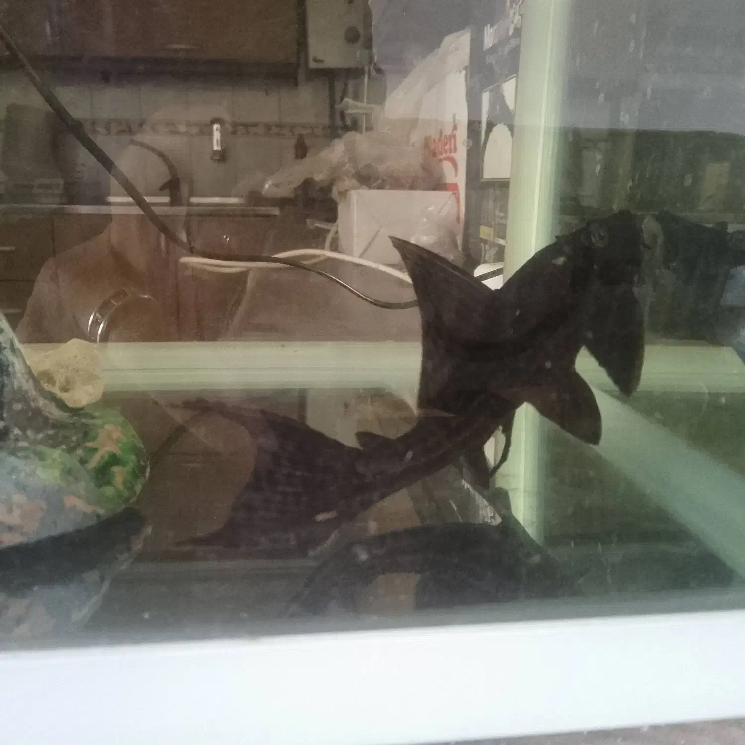 لجن خوار|ماهی|مشکین‌دشت, |دیوار