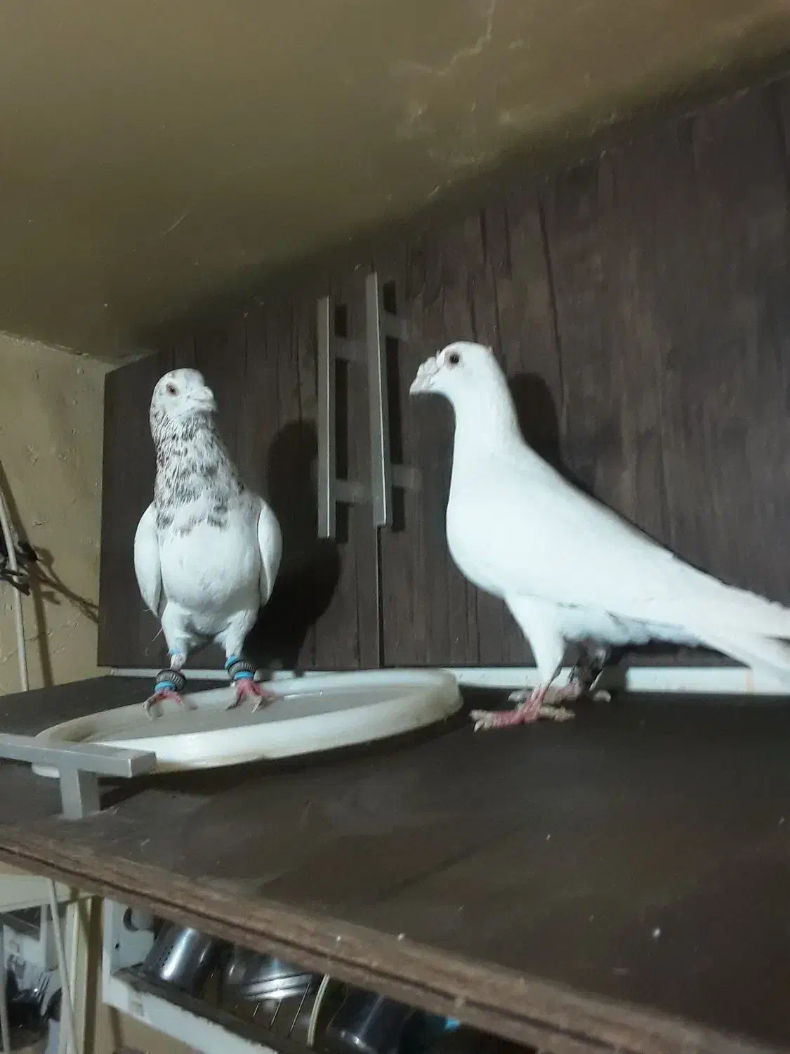 ۳تا کفتر غریب|پرنده|بجنورد, |دیوار