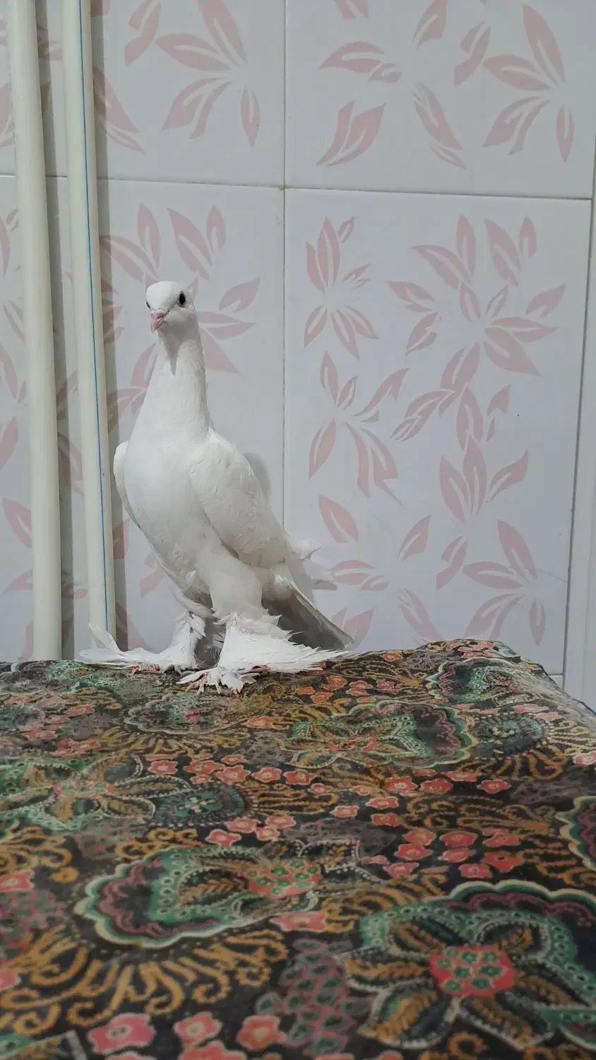 آغ پارپاری مایا|حیوانات|باسمنج, |دیوار