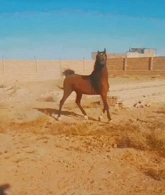 اسب|اسب و تجهیزات اسب‌سواری|برخوار, |دیوار