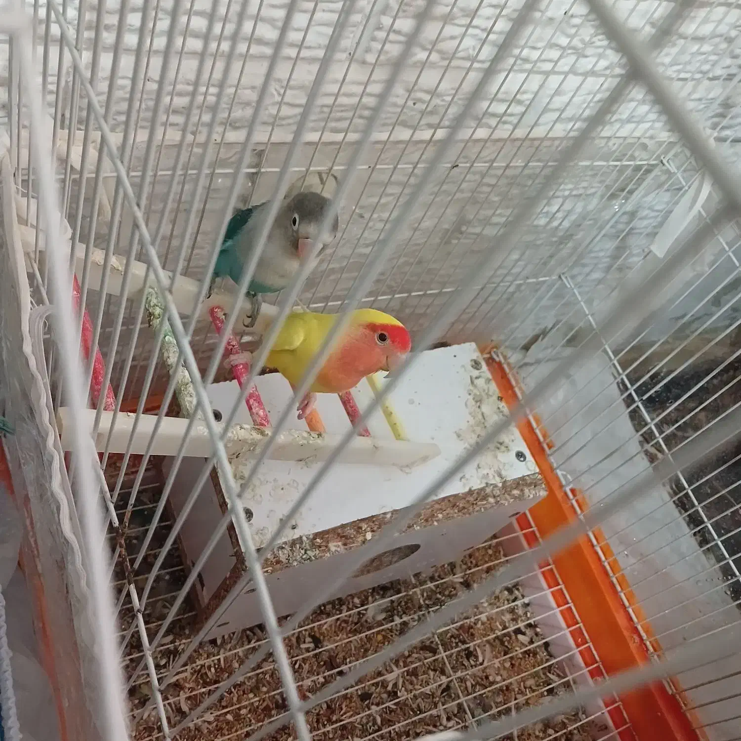 طوطی برزیلی|پرنده|رشت, سعدی (تختی)|دیوار