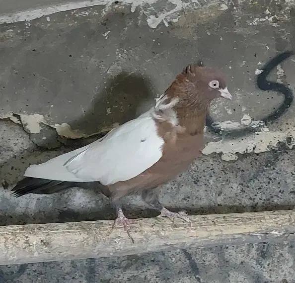 کفتر سینه سرخ|پرنده|تهران, شارق|دیوار