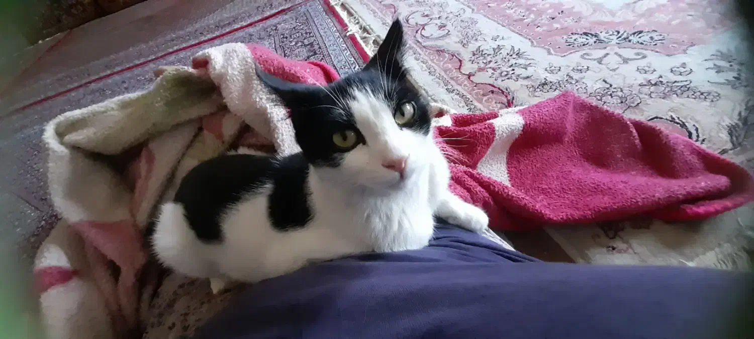 گربه|گربه|سنندج, |دیوار