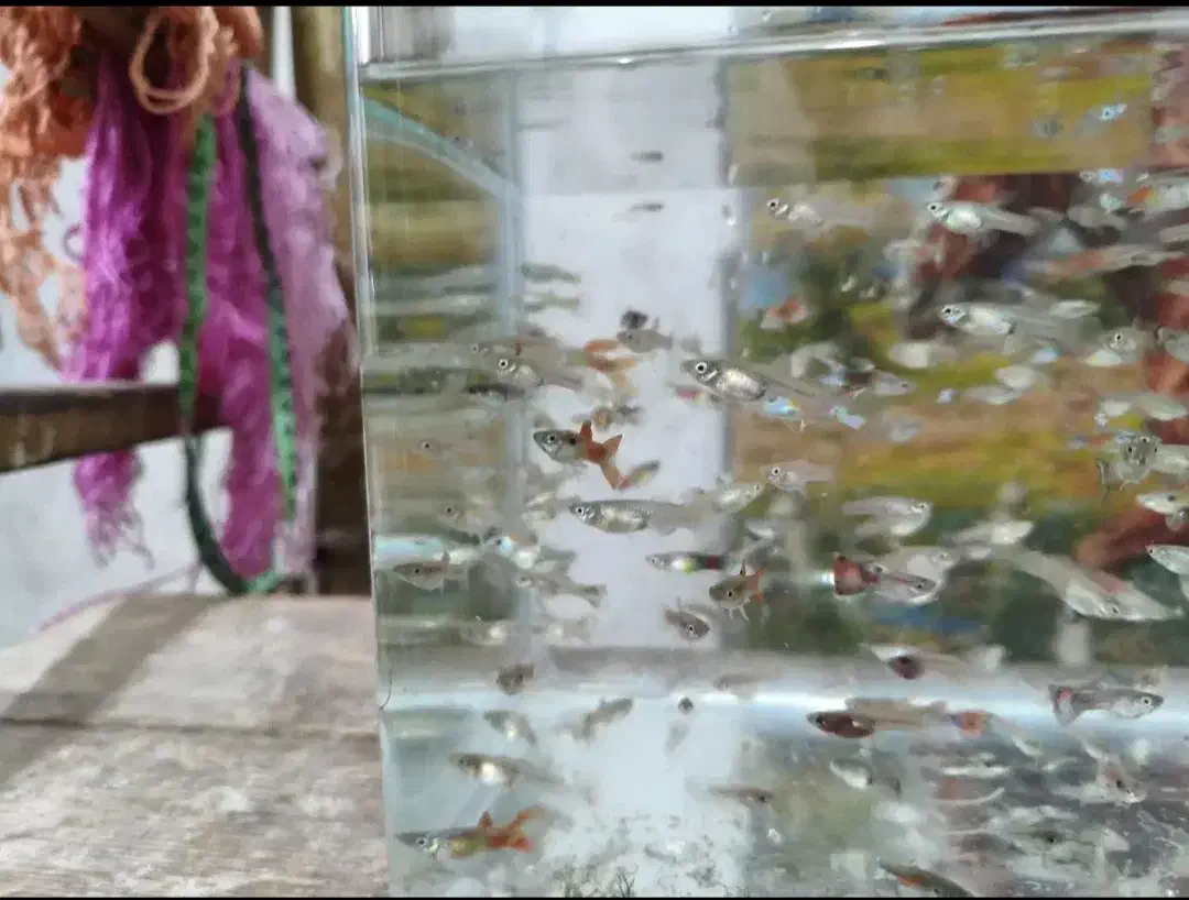 ماهی گوپی|ماهی|قم, شهرک مهدیه (مدرس)|دیوار