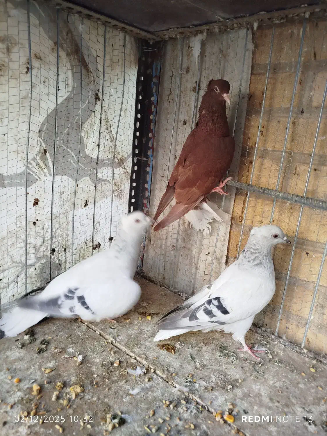 سبز و سرخ دم سفید|پرنده|بیرجند, |دیوار