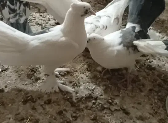 جوجه کفتر|پرنده|پیشوا, |دیوار