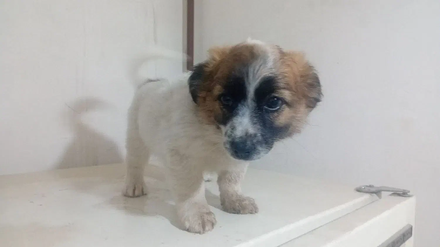 سگ پا کوتاه نر پدر تریر مادر شیتزو|سگ|تبریز, |دیوار