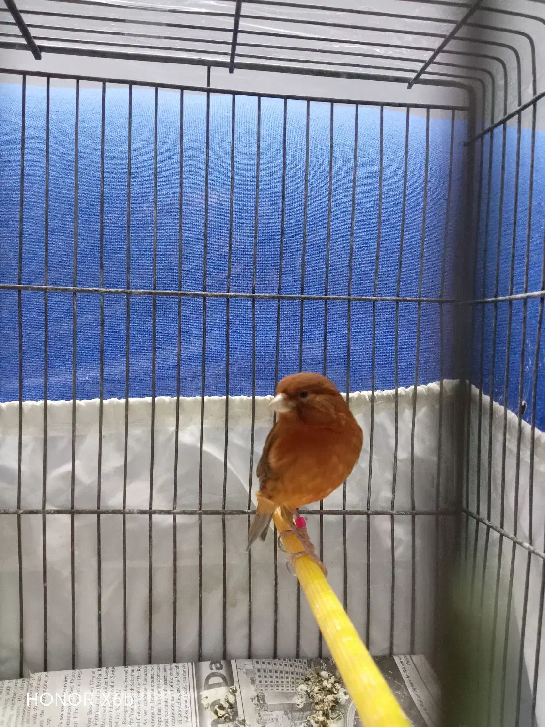 قناری ماده سرخ سوخته|پرنده|تهران, شکوفه|دیوار