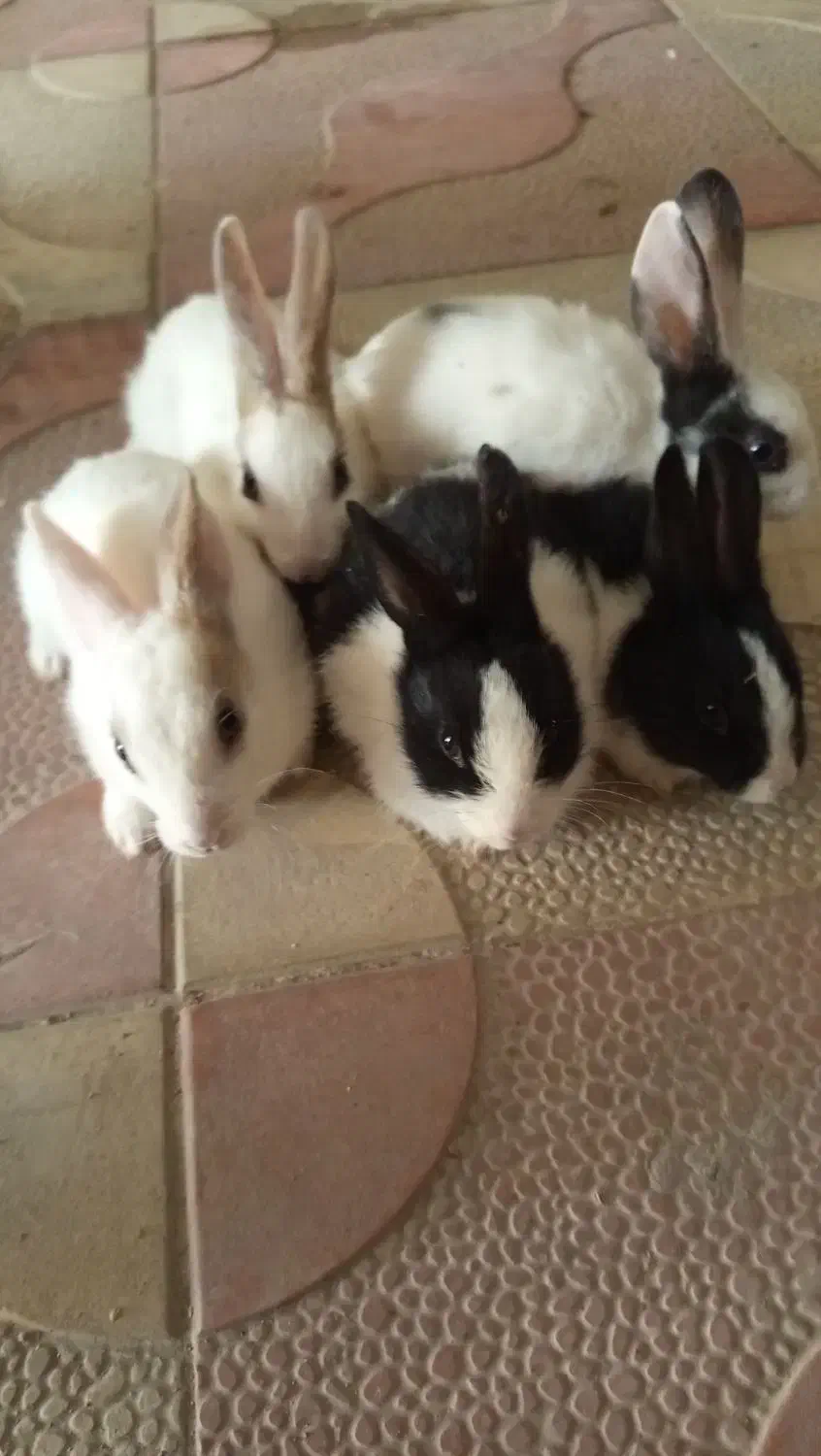 چند عدد خرگوش|موش و خرگوش|آشخانه, |دیوار