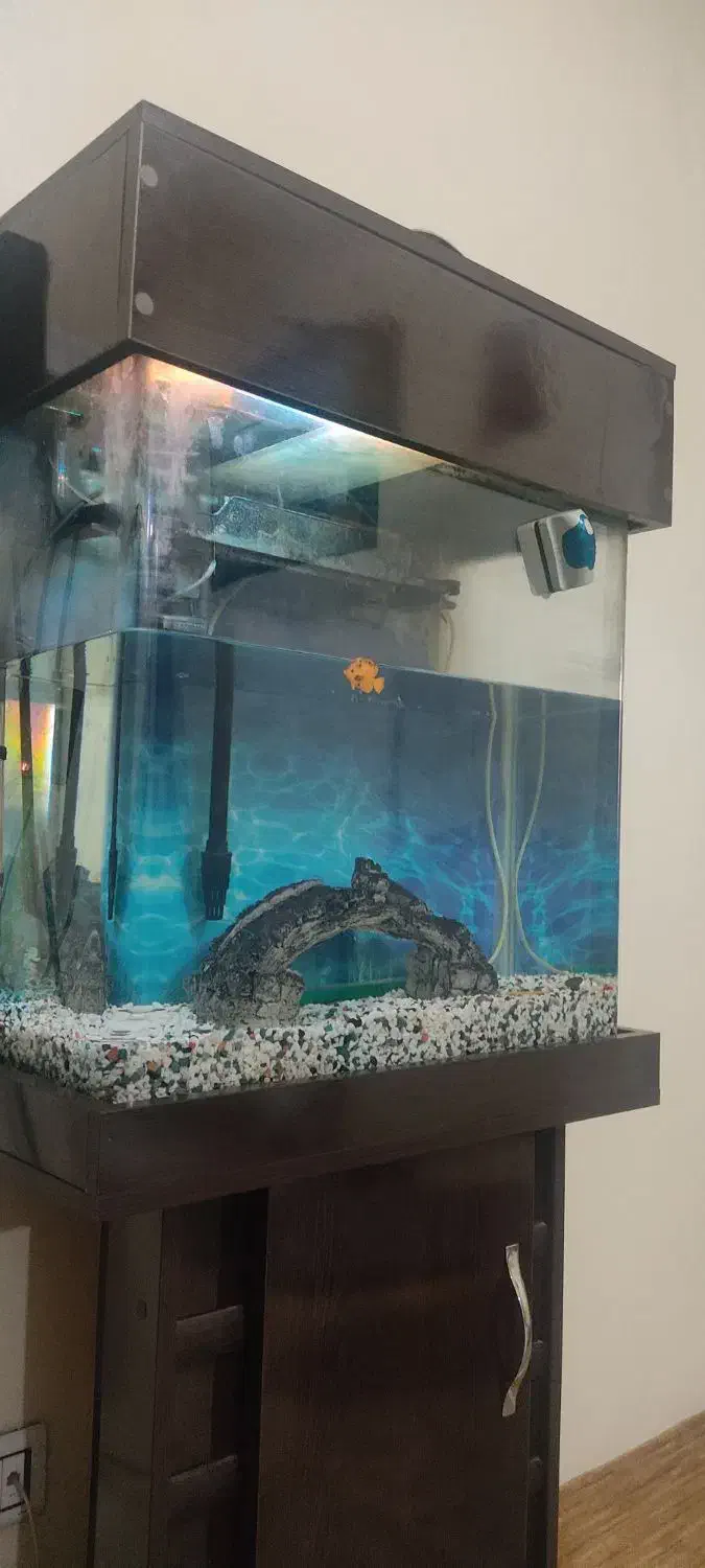 آکواریم ۶۰شیشه خم|ماهی|تهران, شهید فکوری|دیوار