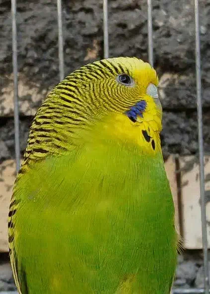 گمشده|حیوانات|اندیمشک, |دیوار